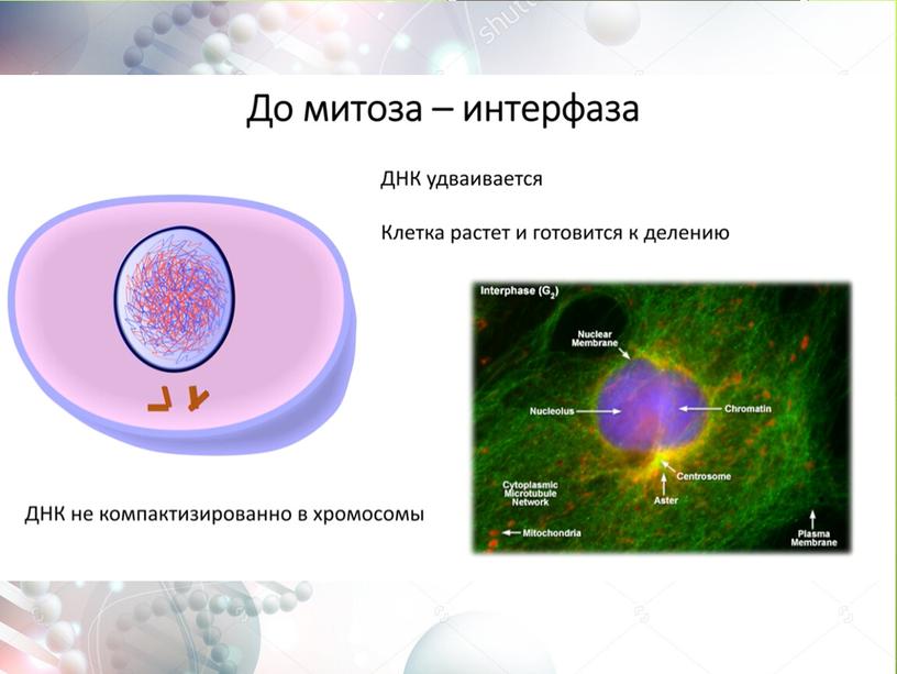 Презентация "Жизненный цикл клетки.Митоз"