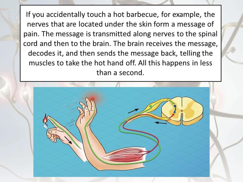 If you accidentally touch a hot barbecue, for example, the nerves that are located under the skin form a message of pain