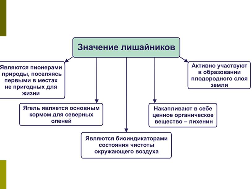 Лишайники, 7 класс, биология