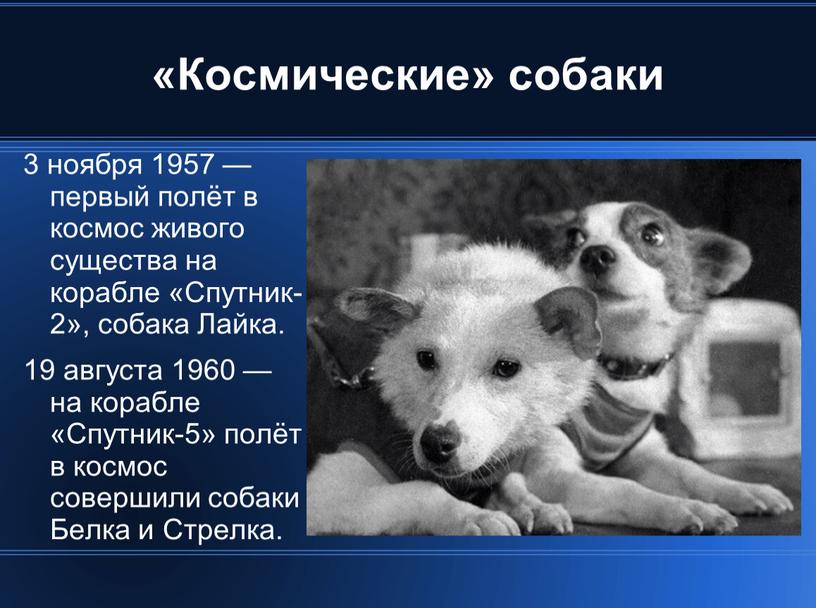 Космические» собаки 3 ноября 1957 — первый полёт в космос живого существа на корабле «Спутник-2», собака