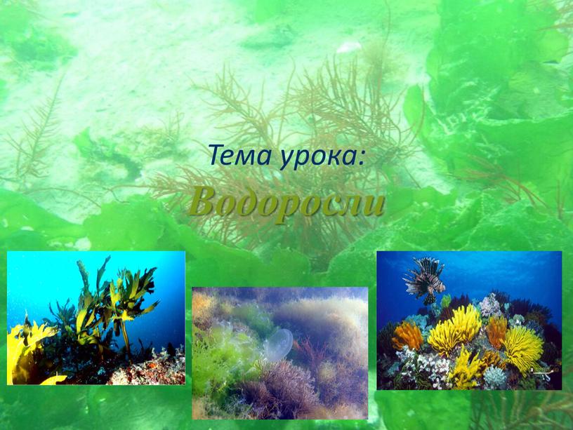 Тема урока: Водоросли