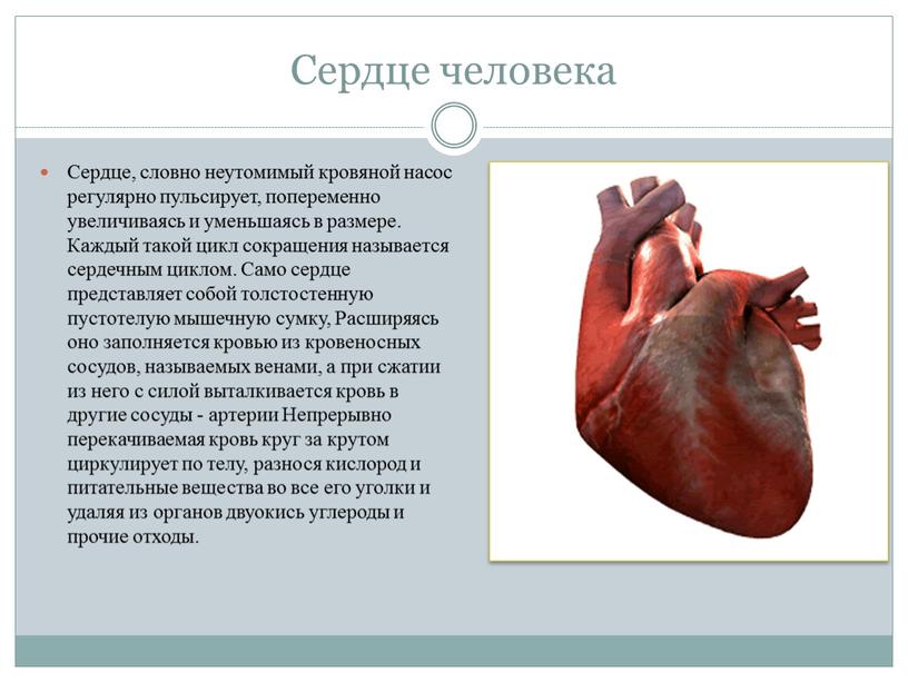 Сердце человека Сердце, словно неутомимый кровяной насос регулярно пульсирует, попеременно увеличиваясь и уменьшаясь в размере