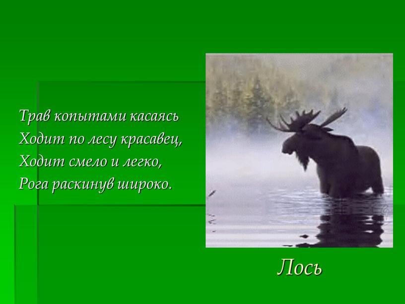 Трав копытами касаясь ходит по лесу красавец ходит смело и легко рога раскинув широко