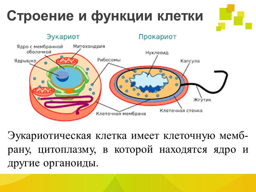 Строение и функции клетки Эукариотическая клетка имеет клеточную мемб-рану, цитоплазму, в которой находятся ядро и другие органоиды