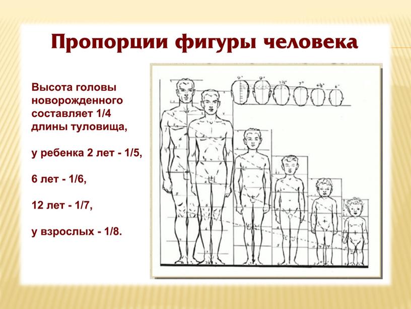 "Моделирование одежды. Пропорции фигуры человека"