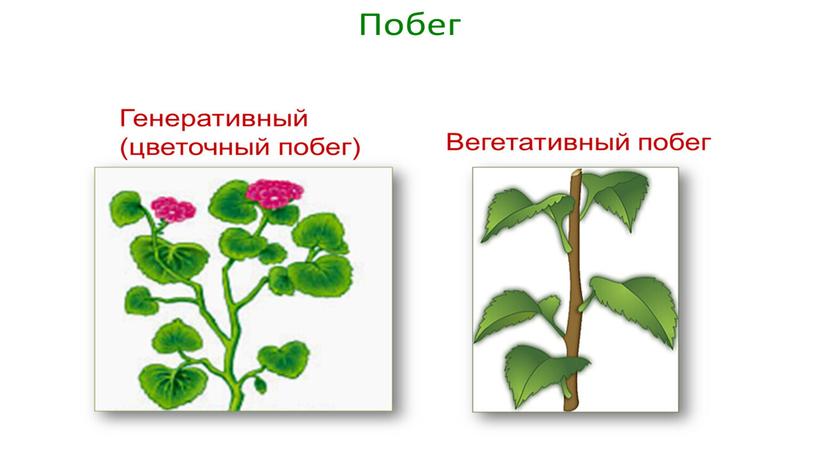 Размножение и оплодотворение растений. Вегетативное размножение