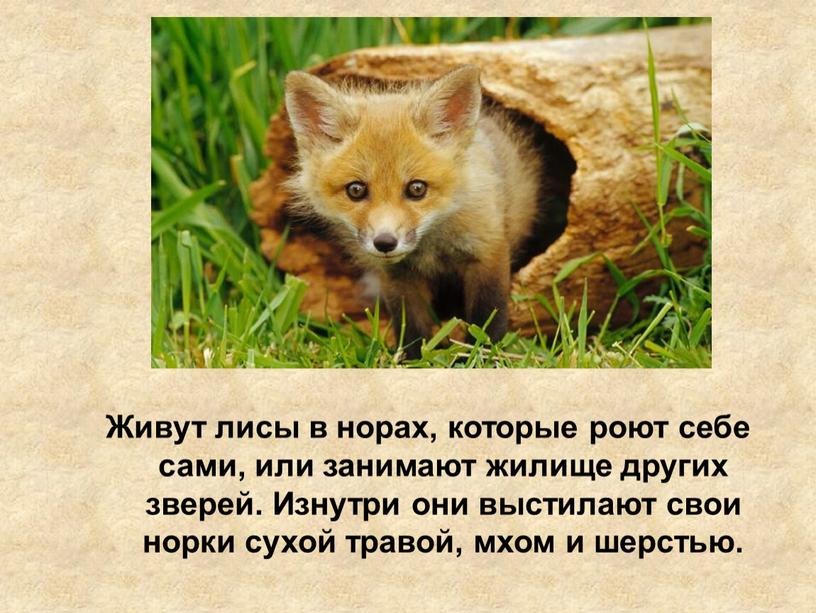 Живут лисы в норах, которые роют себе сами, или занимают жилище других зверей