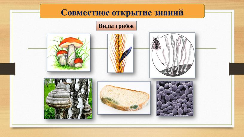 Совместное открытие знаний Виды грибов