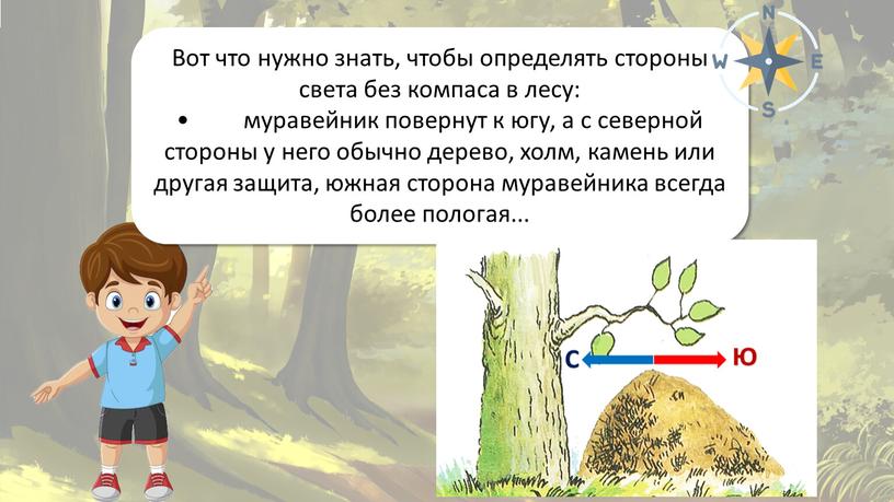 Ориентирование на местности Вот что нужно знать, чтобы определять стороны света без компаса в лесу: • муравейник повернут к югу, а с северной стороны у…