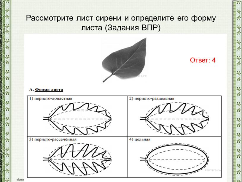 Рассмотрите лист сирени и определите его форму листа (Задания