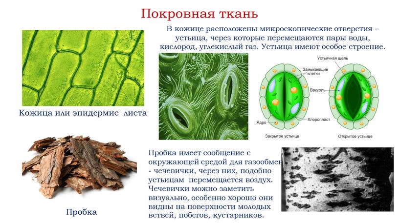 Покровная ткань Кожица или эпидермис листа