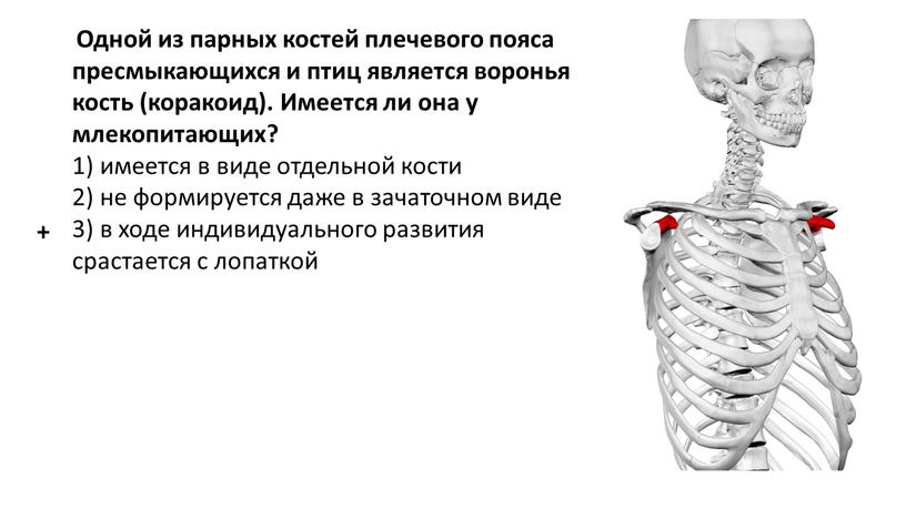 Одной из парных костей плечевого пояса пресмыкающихся и птиц является воронья кость (коракоид)