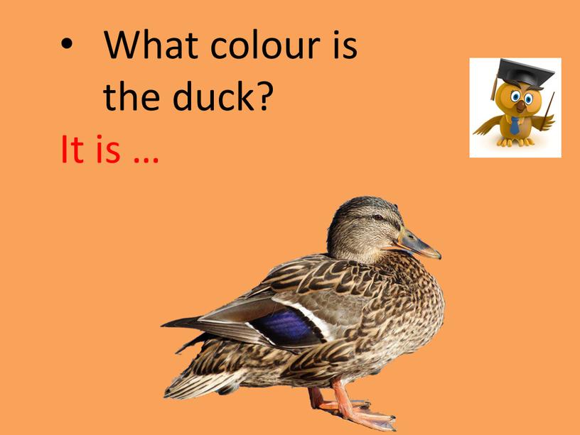 What colour is the duck? It is …