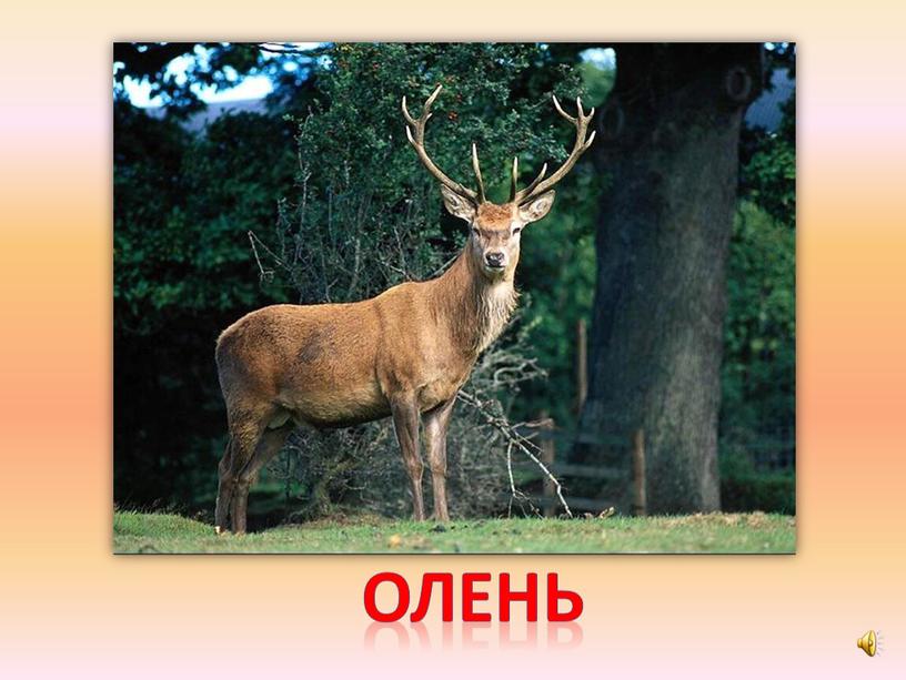 олень