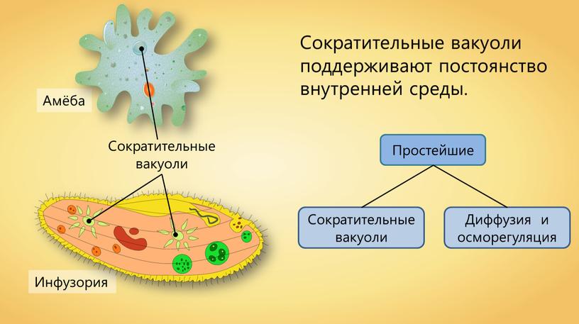 Амеба инфузория. Инфузория туфелька сократительные вакуоли. Порошица у амебы обыкновенной. Вакуоль у инфузории туфельки. Сократительная вакуоль амебы Протей.