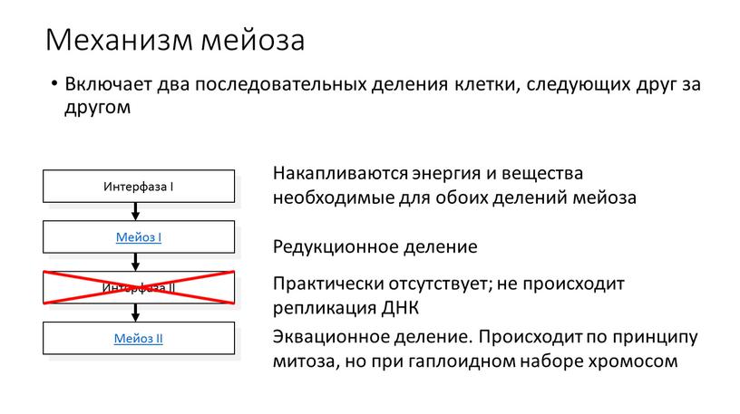 Механизм мейоза Включает два последовательных деления клетки, следующих друг за другом