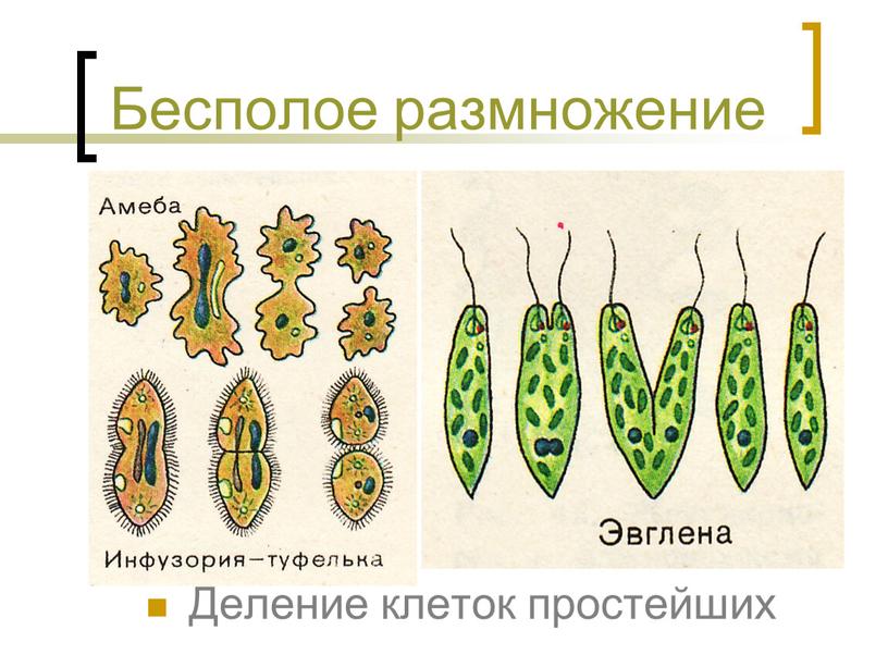 Бесполое размножение Деление клеток простейших