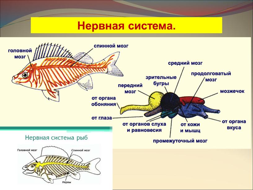 Нервная система.