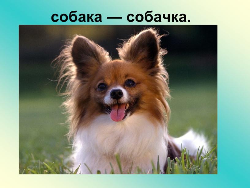 собака — собачка.