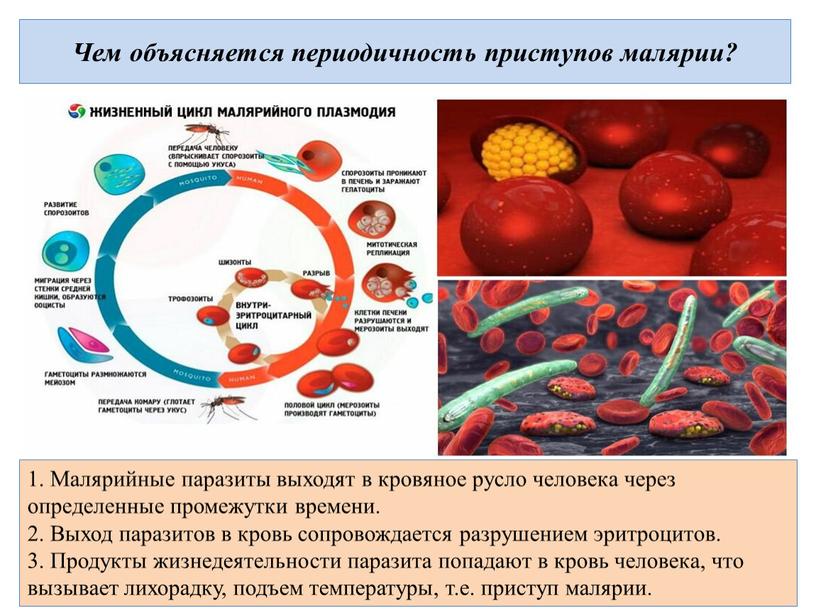 Чем объясняется периодичность приступов малярии? 1