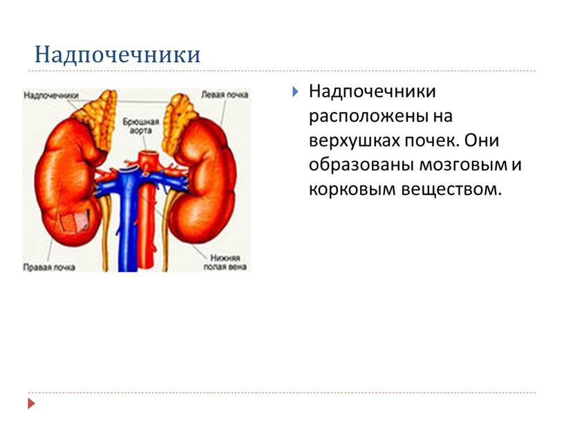 Надпочечники Надпочечники расположены на верхушках почек