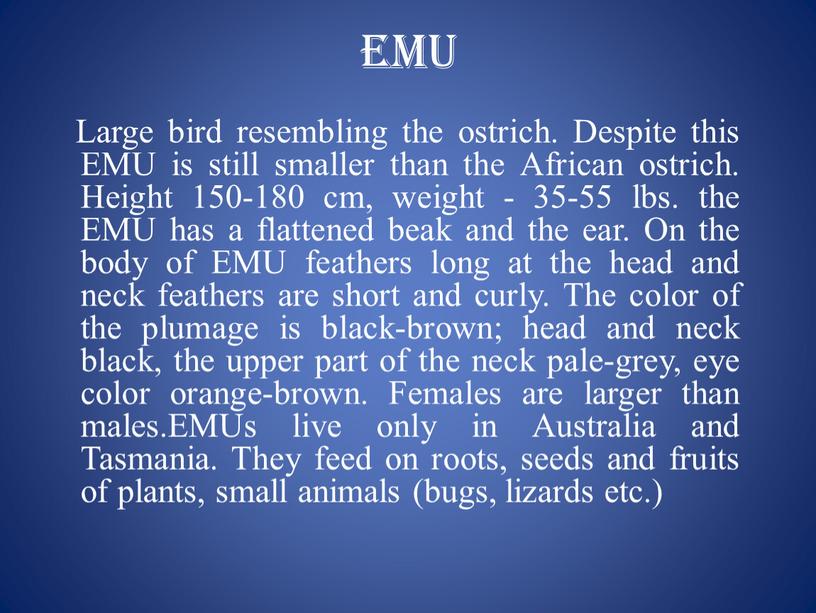 EMU Large bird resembling the ostrich