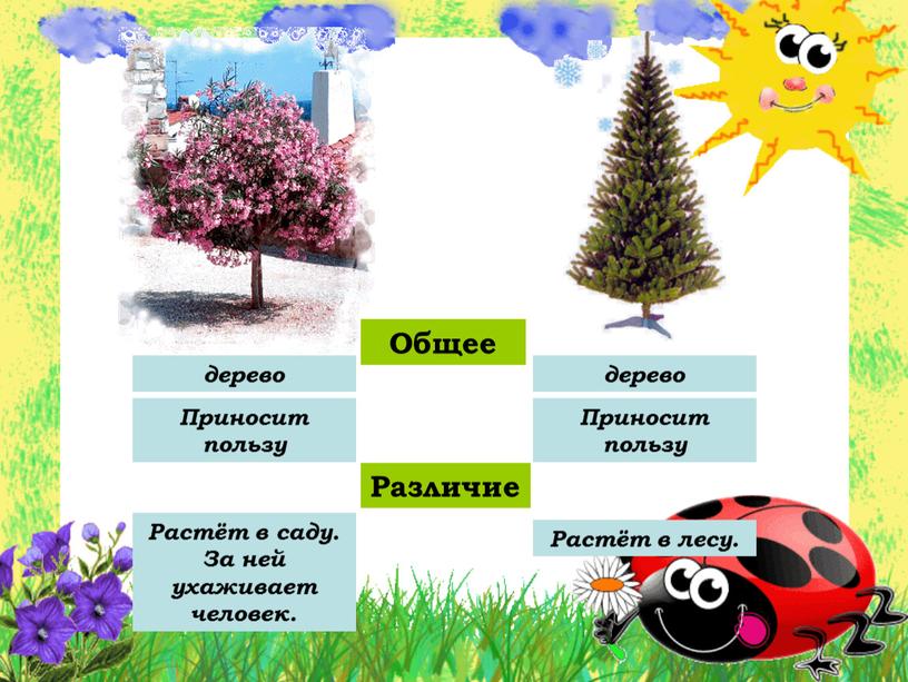 Общее Различие Растёт в лесу. Растёт в саду