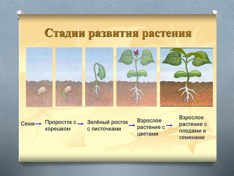 Тема: «Выращивание рассады цветочных культур»