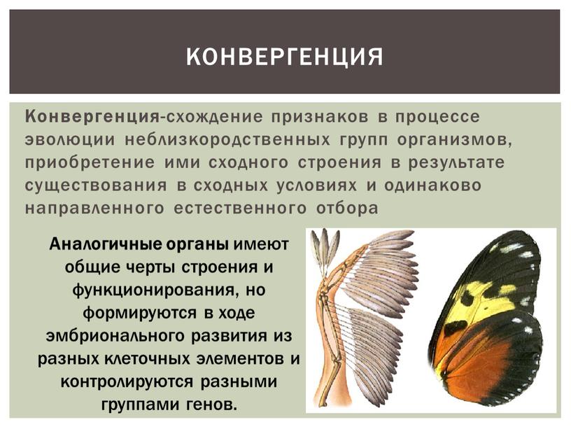 Конвергенция -схождение признаков в процессе эволюции неблизкородственных групп организмов, приобретение ими сходного строения в результате существования в сходных условиях и одинаково направленного естественного отбора конвергенция