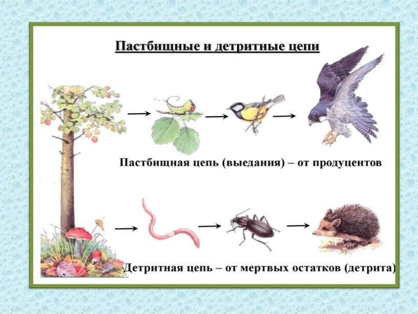 Презентация Наш мир – не случайность, не хаос - есть система во всем. Пищевые цепи питания в природе.