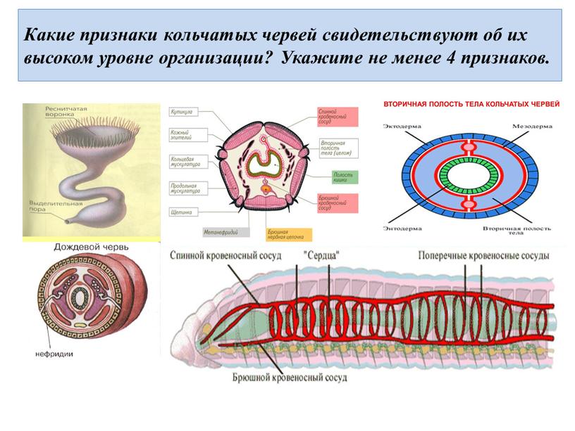 Какие признаки кольчатых червей свидетельствуют об их высоком уровне организации?