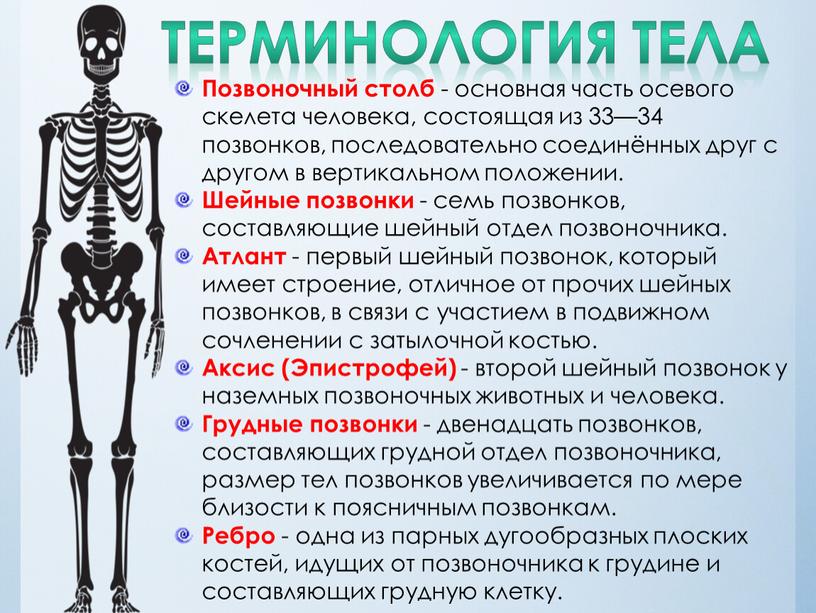 ТЕРМИНОЛОГИЯ ТЕЛА Позвоночный столб - основная часть осевого скелета человека, состоящая из 33—34 позвонков, последовательно соединённых друг с другом в вертикальном положении
