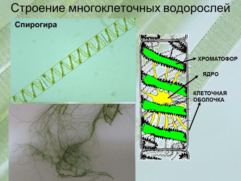 Строение многоклеточных водорослей