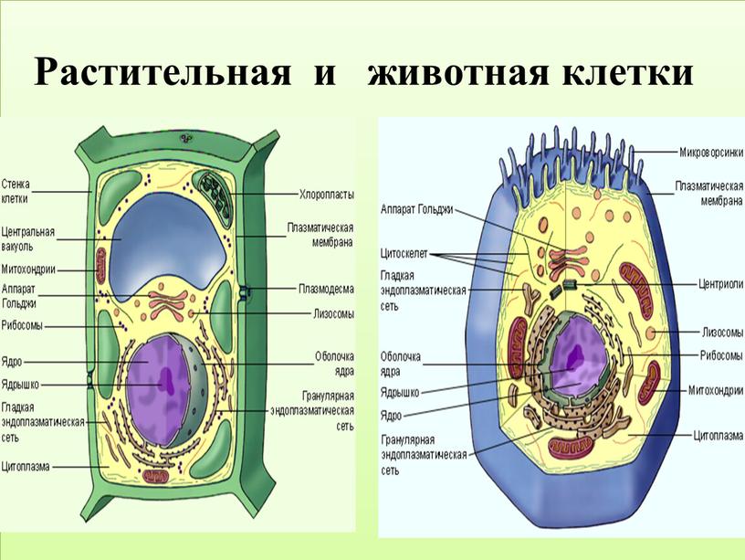 Растительная и животная клетки