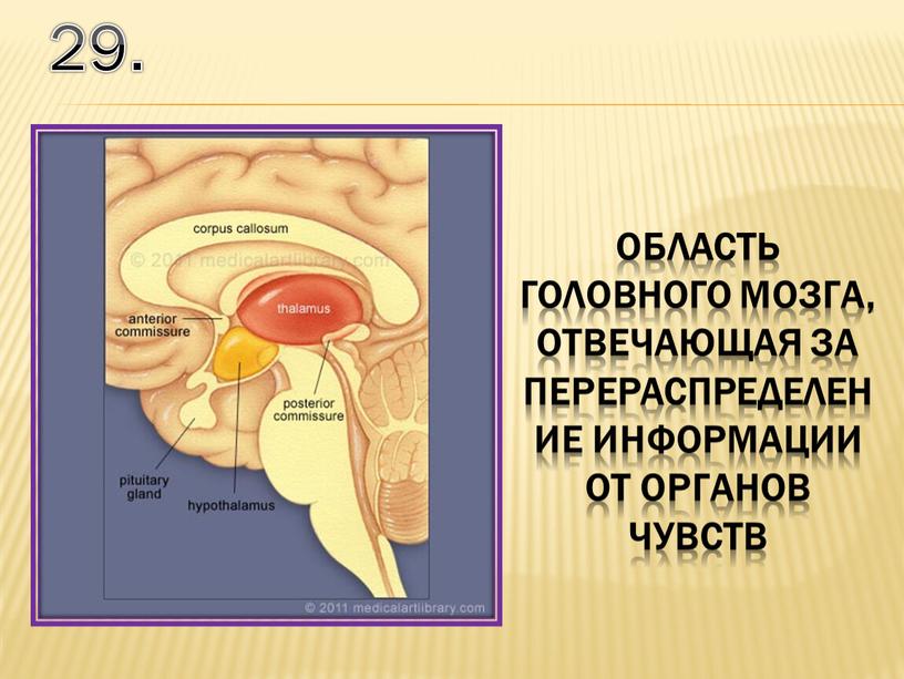 29. область головного мозга, отвечающая за перераспределение информации от органов чувств