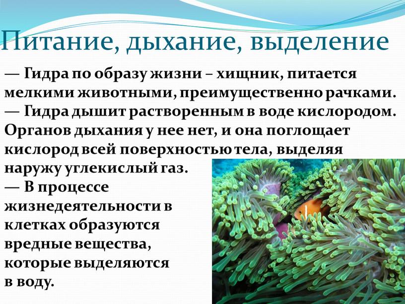 Питание, дыхание, выделение — Гидра по образу жизни – хищник, питается мелкими животными, преимущественно рачками