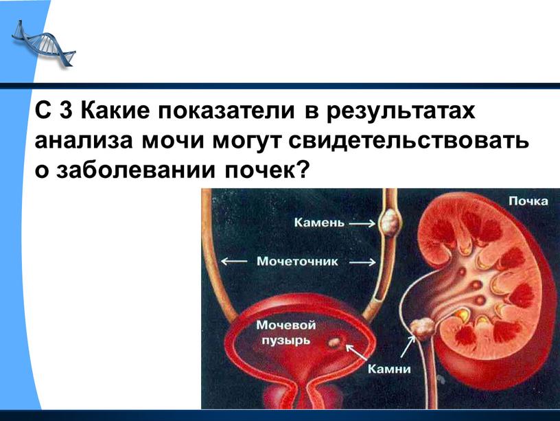 С 3 Какие показатели в результатах анализа мочи могут свидетельствовать о заболевании почек?