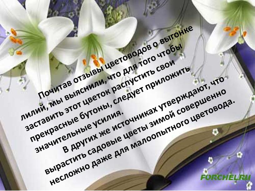 Почитав отзывы цветоводов о выгонке лилий, мы выяснили, что для того чтобы заставить этот цветок распустить свои прекрасные бутоны, следует приложить значительные усилия