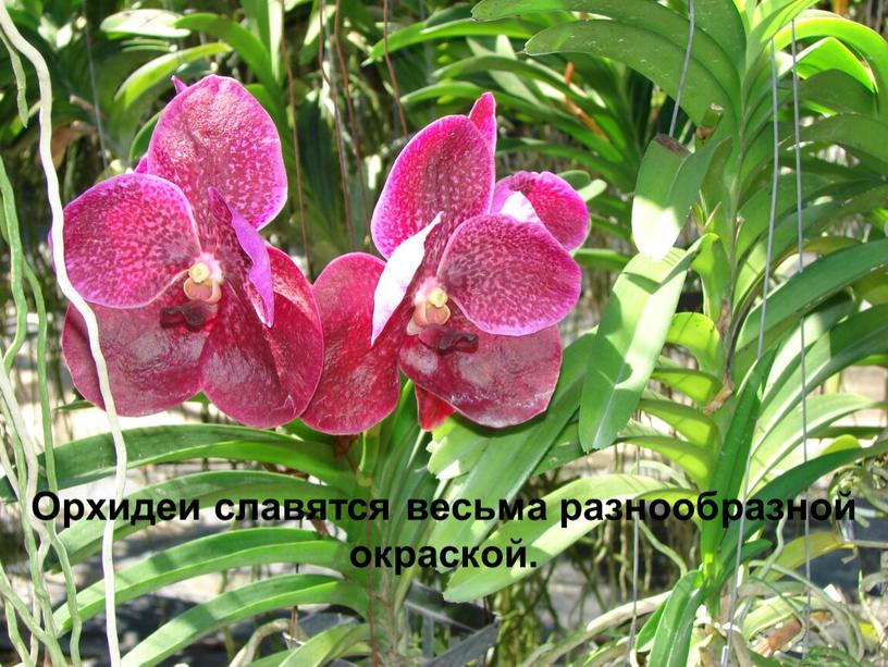 Орхидеи славятся весьма разнообразной окраской