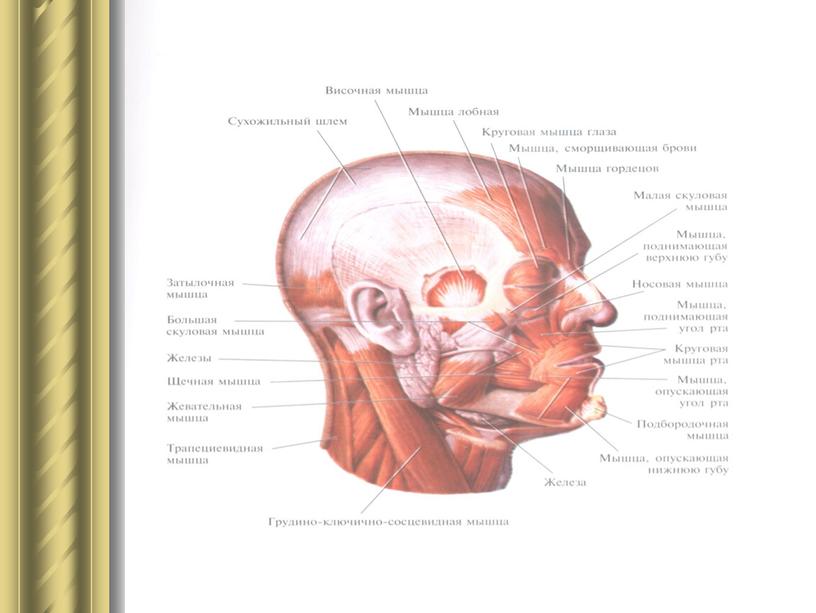 Мышцы головы.