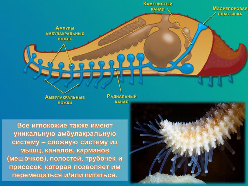 Все иглокожие также имеют уникальную амбулакральную систему – сложную систему из мышц, каналов, карманов (мешочков), полостей, трубочек и присосок, которая позволяет им перемещаться и/или питаться