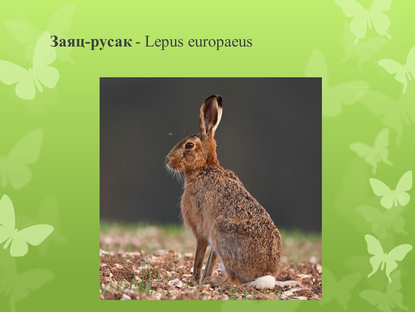Заяц-русак - Lepus europaeus