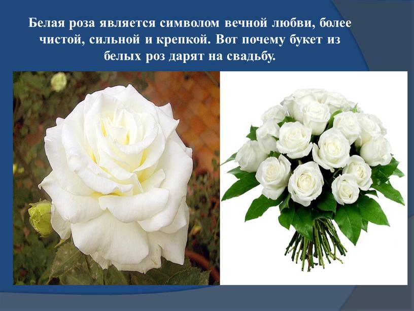 Белая роза является символом вечной любви, более чистой, сильной и крепкой