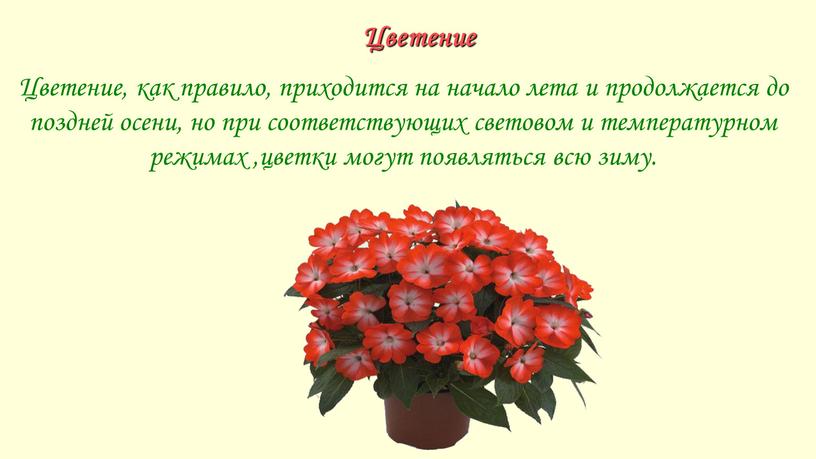 Цветение Цветение, как правило, приходится на начало лета и продолжается до поздней осени, но при соответствующих световом и температурном режимах ,цветки могут появляться всю зиму