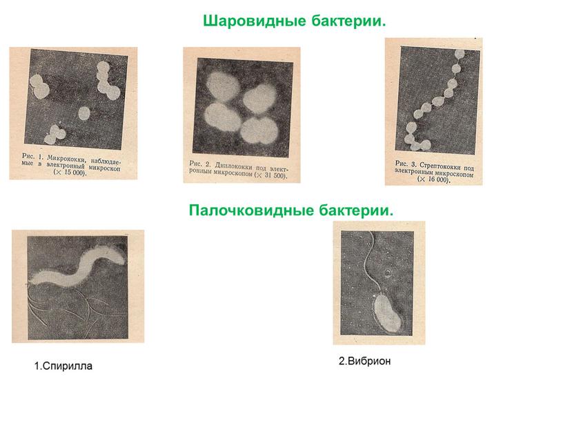 Шаровидные бактерии. Палочковидные бактерии
