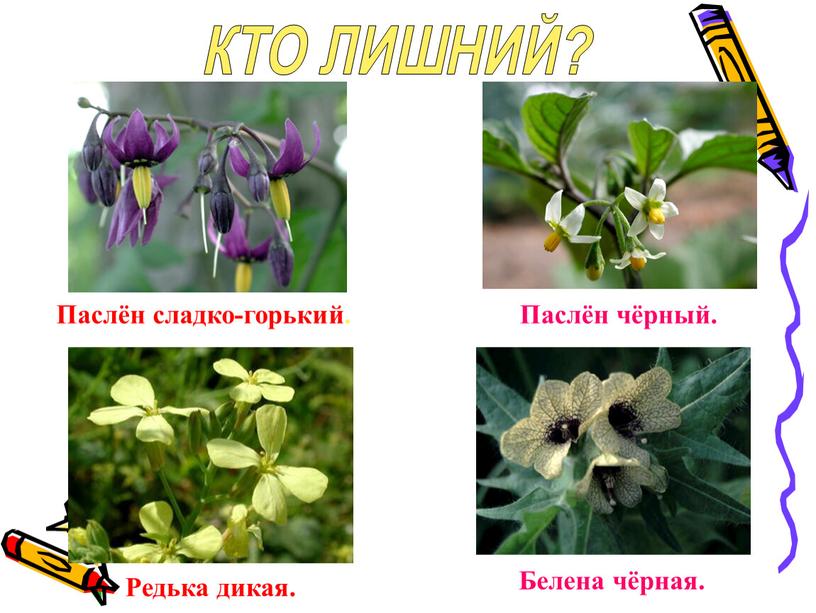 КТО ЛИШНИЙ? Паслён сладко-горький