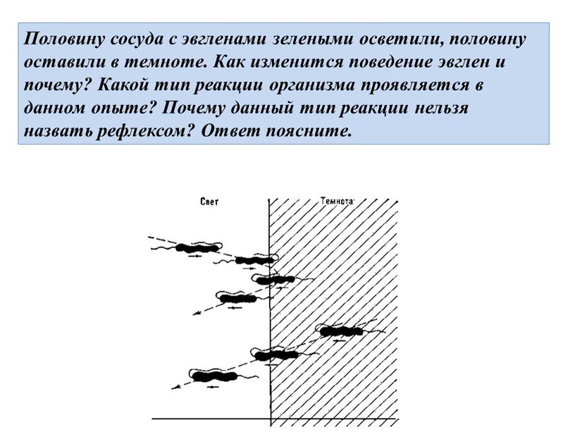 Половину сосуда с эвгленами зелеными осветили, половину оставили в темноте