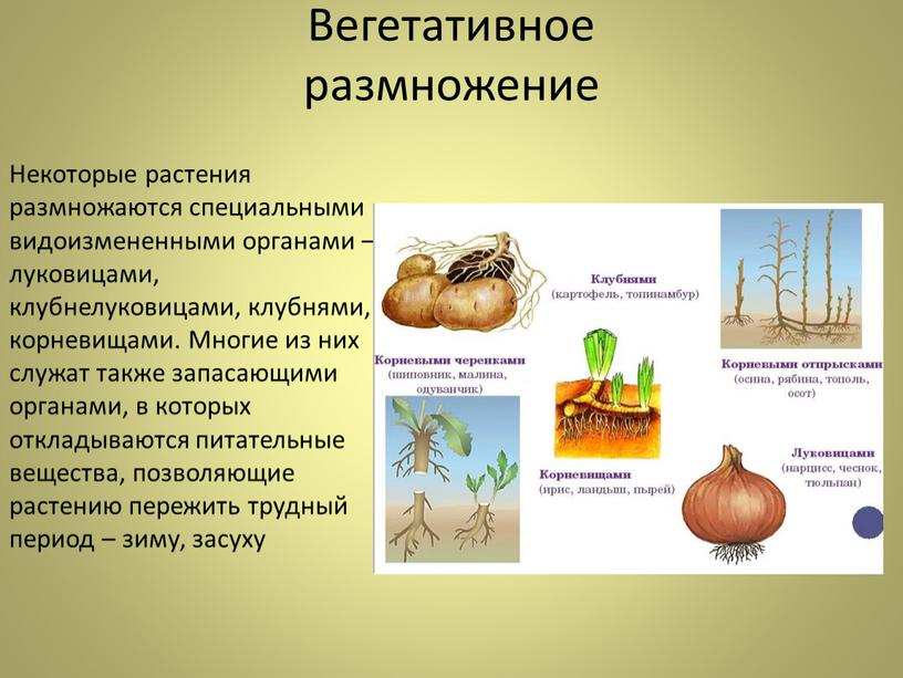 Вегетативное размножение Некоторые растения размножаются специальными видоизмененными органами – луковицами, клубнелуковицами, клубнями, корневищами