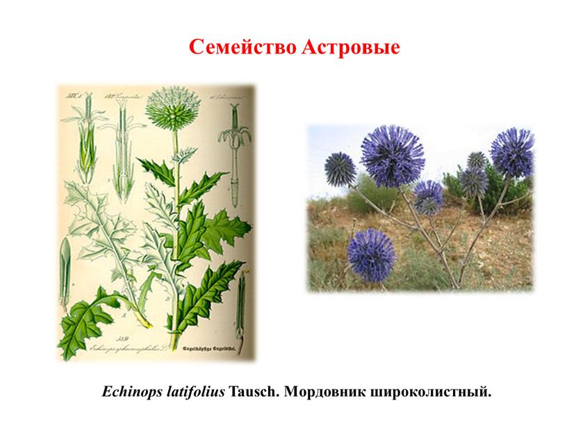 Echinops latifolius Tausch. Мордовник широколистный