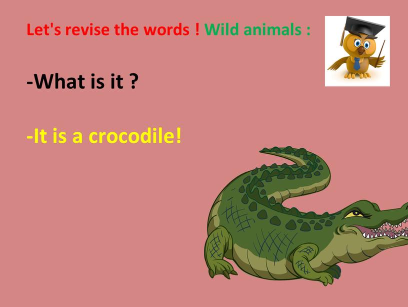 Let's revise the words ! Wild animals : -What is it ? -It is a crocodile!